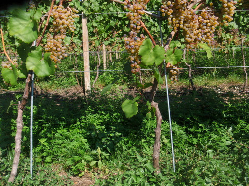 Weiß/Bianco Grapes.